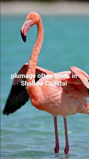 American Flamingo: The Brightest Pink Flamingo of the Caribbean | Nature Facts ‪@BirdWorldDaily‬