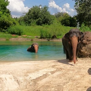 Grab your trunks, we're going swimming🐘 | Busch Gardens Tampa Bay