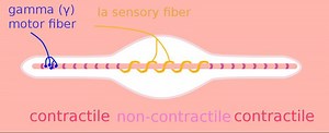 Intrafusal muscle fiber - Alchetron, the free social encyclopedia