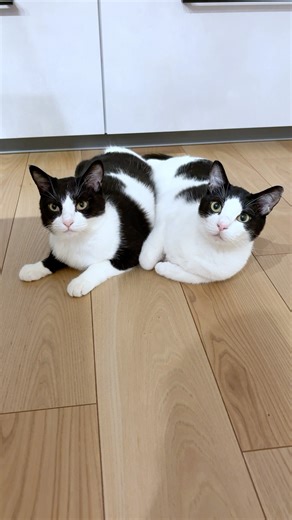 寝起きの仲良し猫たちがかわいい #猫 #cat #かわいい