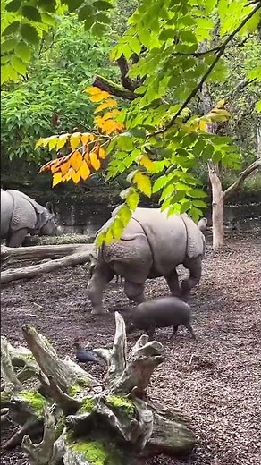 Exploring the Majestic Indian Rhinoceros