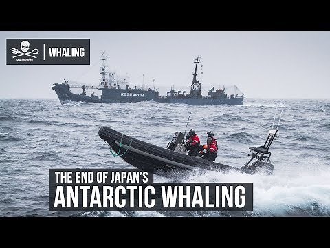 The End of Japan's Antarctic Whaling
