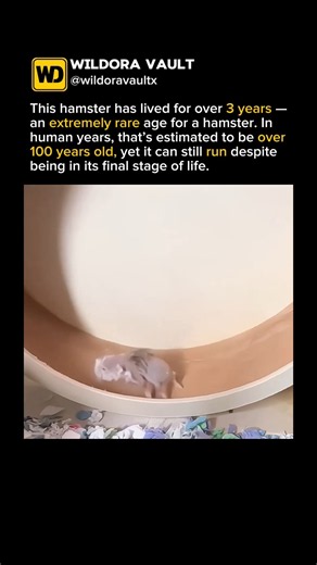 A 100-Year-Old Hamster? 😳