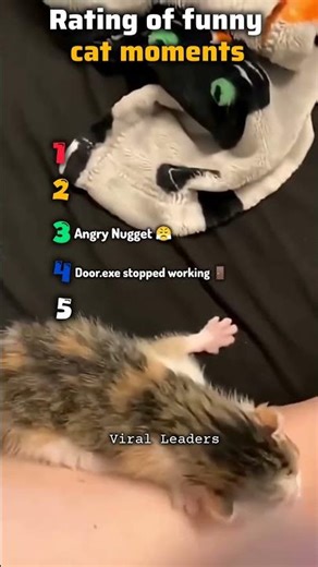 funny cat moments rating Nyu-York