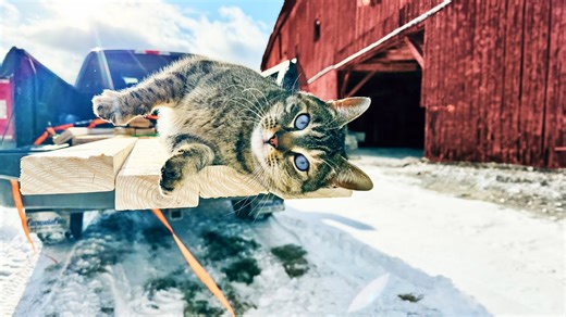 Animals Bring Chaos to My Bird Hatchery Build