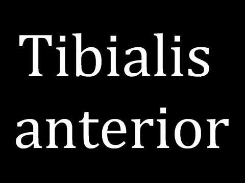 How to pronounce Tibialis anterior