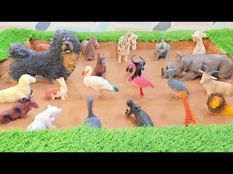 Rescuing & Cleaning Muddy Forest Animals | A Wild Critter Clean Up Adventure!