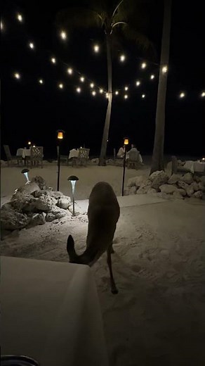 Little Torch Key - Little Palm Island Resort - Rosie the Deer #florida #island