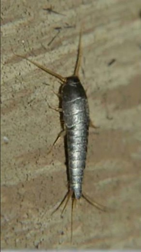 DIY spray that actually stops silverfish 🌿 #pestcontrol #bathroom