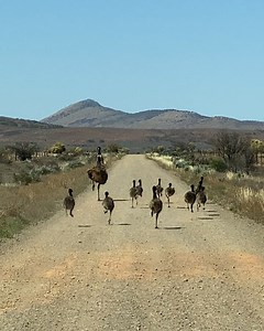 4.8M views · 166K reactions | It's emu breeding season in Outback Australia! This father emu is taking his chicks for a quick run  | Furry Tails | Facebook