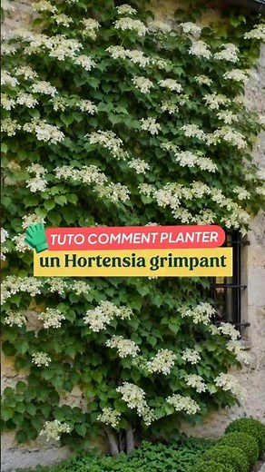 TUTORIAL - How to plant A CLIMBING HYDRANGEA? 🌿🪏