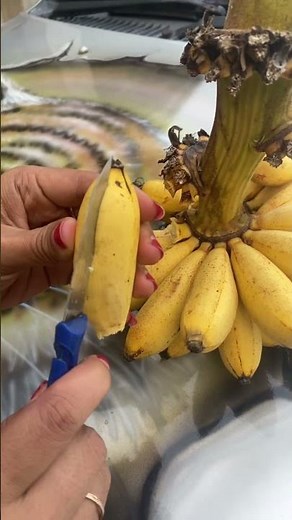 Banana Fruit #bananafruit