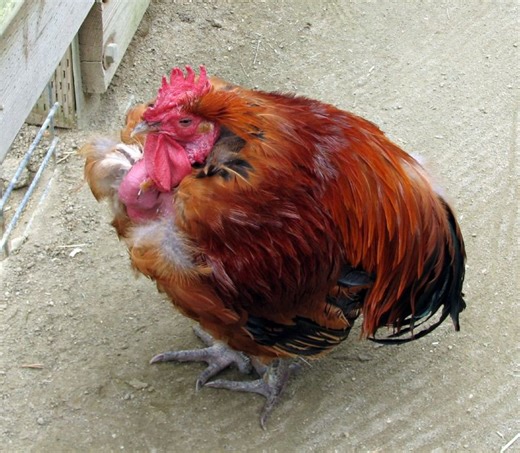 What Is a Turken (Turkin)? A Transylvanian Naked Neck Chicken