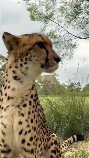 Understanding Cheetah Behavior Around Humans