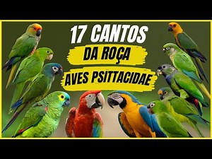 17 Bird Songs from the "Psittacidae" Family That Evoke Unforgettable Memories of the Countryside!