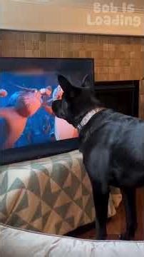 These Dogs Had the FUNNIEST TV Reactions Ever #shorts