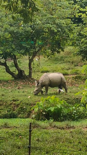 22 reactions | #WorldRhinoDay Meet the Greater one-horned rhinoceros...