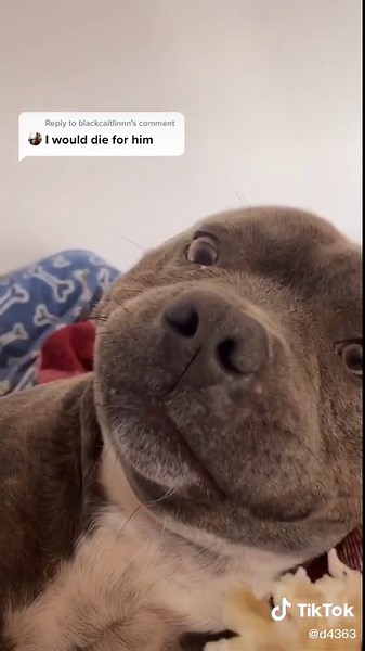 Understanding the Meaning of 'Snort' in Conversations