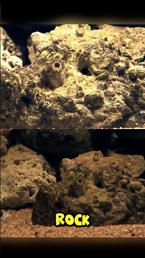 The Most Poisonous Fish in the World #shorts #knowledge