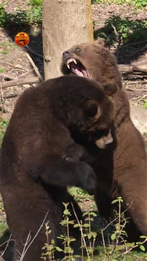 🐻 POWERFUL SCUFFLE between two giant grizzlies!