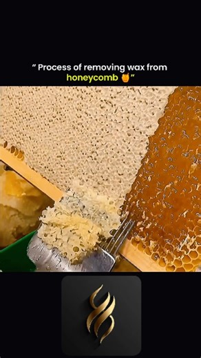 science and technology | The process of removing wax from a honeycomb is one of the most fascinating steps in traditional beekeeping—a perfect blend of nature’s... | Instagram