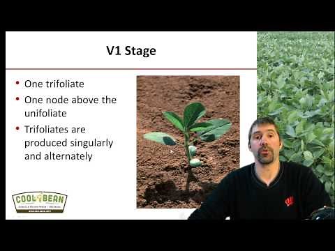 Growth staging, Soybean Management in Wisconsin, 2/3