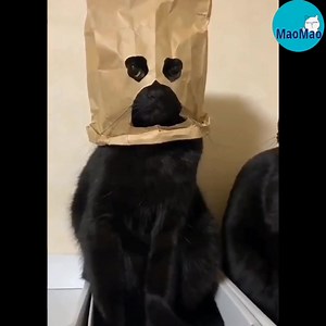 2.7K views · 302 reactions | Người bày trò cho đã gòi còn cười nữa, khong thấy hổ thẹn saooo  | Méo | Facebook