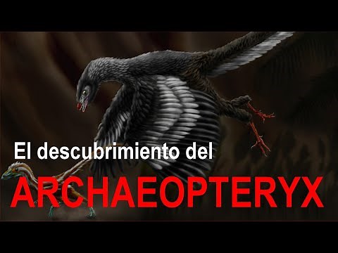 El descubrimiento del Archaeopteryx