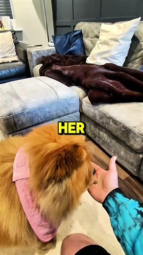 Stop Forcing Eye Contact. Teach Your Chow Chow This.