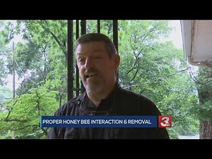 The importance of honey bees and how to properly interact with them