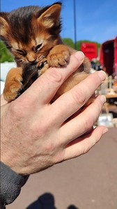 La rencontre avec cet homme et son chaton Somali #chat, #racedechat, #chatdesomali, #marchéauxpuces