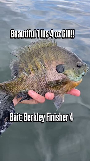 The colors on this big bluegill are perfection! 🏆 A beautiful male coming in at 1 lbs 4 oz. Released to swim another day! Bait: Berkley Finisher 4. #fishinglife #bluegill #bluegills #bluegillfishing #gill #panfish #fisherman #sunfish | Dan Spengler