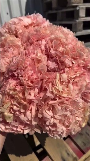 Soft, Romantic & Timeless: #PreservedHydrangeas for #Weddings & Events UK | Dried Flowers & Decor