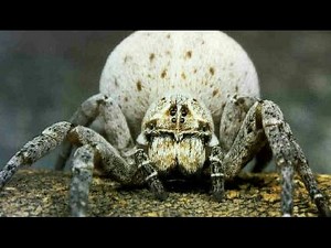 matriphagy,spiderlings eat mother, spiderlings eat their mother, mother eaters,
