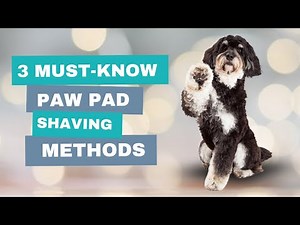 How To Shave Your Dog's Paw Safely – Complete Home Grooming Guide
