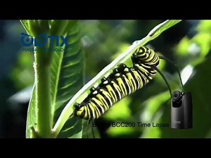 19 reactions | THIS! Captured with the #Brinno BCC200 #timelapse camera! TY Optix! | Brinno - Brilliant Innovation | Facebook