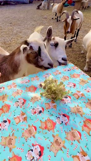 Alyssa’s Animal Sanctuary on Instagram: "Bobo🐐and Buster🐐couldn’t wait to rip into the Christmas goodies, while Penny🐐had to make sure the new crate passed a full safety inspection first, and when the horses saw that Penny🐎got *cough pellets* i guess they must have thought they were treats or something because all of a sudden they all started fake coughing 🧐😉😹 but seriously, without us asking at all a few of you sent some Christmas supplies, donations and gift cards! 😭🙏 So today, the an