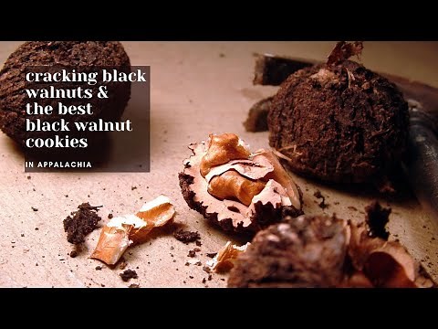 Cracking Black Walnuts and Making Cookie in Appalachia