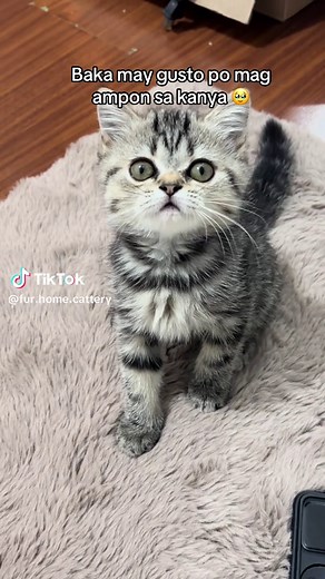 Adopt a Tiny Heart: Finding a Home for Our Cat