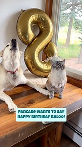 Pancake loves singing Happy Birthday 😂🎉 | Henry The Colorado Dog