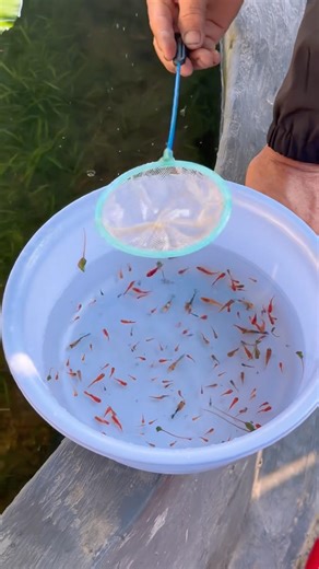 vớt cá buổi sáng #aquarium #aquascape #fishkeeping #thuysinh #outdoorpond #aquascaping