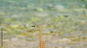 Mini model of real alt tenor saxophone stands on white small pebbles on seashore, against background of blue green water. Music screensaver background for romance. Copy space for your text.