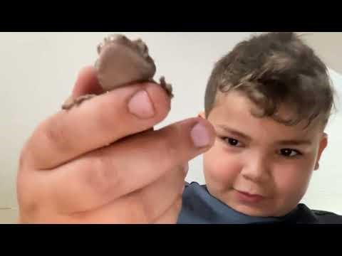 tutorial of how to take care of your crested gecko