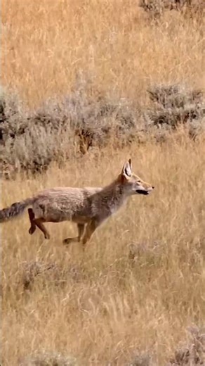 Across the Countryside – A Fox Story