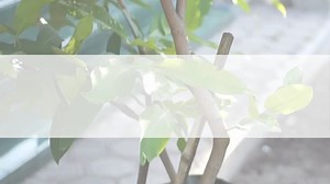 Elevate your outdoor space with PebbleTec Patio Planters! Whether your design style is modern, eclectic, or traditional, these planters come in three sizes and 16 stunning shades of stone to perfectly complement your landscape or poolscape. Learn more at pebbletec.com/products/fire-water-elements/patio-planters. #realpebbletec | Pebble Tec Canada