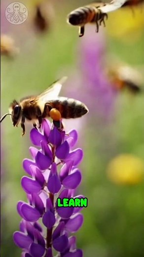 Waggle Dance: How Bees Give Directions #beekeeper