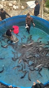 5.8K views · 58 reactions | La pisciculture à un grand avenir en AFRIQUE | Consept aquarium | Facebook