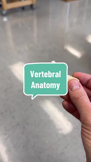 Real human thoracic vertebra. #Anatomy #AnatomyClass #Science #ScienceClass