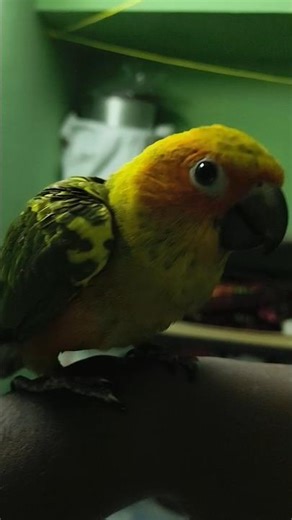 #Tamil#Sun conure#Conure#African Enjoy moments#Youtube shorts