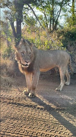 This Lion's Roar Will Give You Chills #wildlife #africansafari
